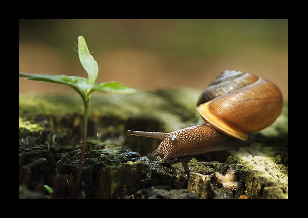 Macro photos of a snail.