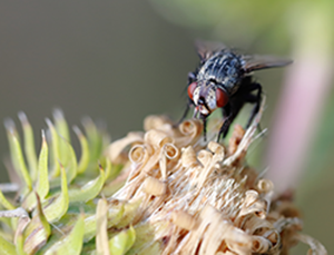 Macro Photography - Fly